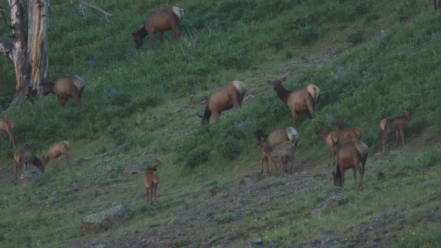 Group of deer feeds on a vegetationcovered hillside