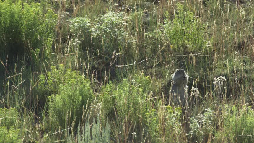 Ground squirrel stands upright among vegetation in a field area