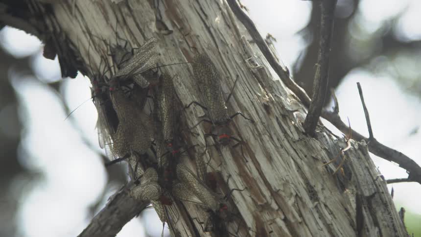 Salmon flies crawling on a tree trunk in the woods at midday
