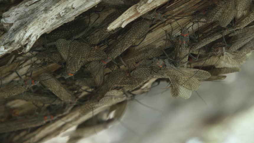Salmon Flies clustered beneath broken tree bark