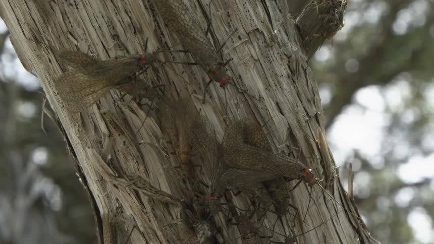 Salmon flies clustered on a tree trunk with cracked bark