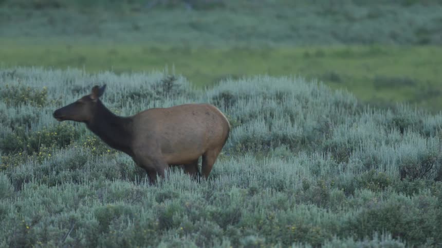 Elk stands in a field of tall grass and vegetation looking around and walks away