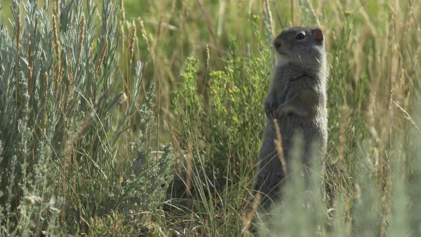Ground squirrel stands upright among vegetation in a natural field