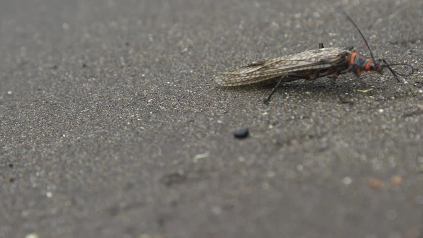 A salmon fly walking slowly on the ground at midday