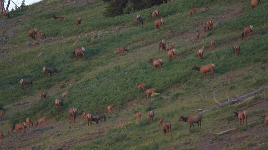 A wide shot shows a large herd of elk grazing on a steep green hillside during the early morning as the rising sun casts a warm glow over the rocky slope