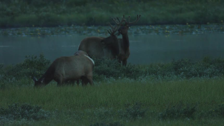 Elk stand in a grassy field near a body of water at dusk