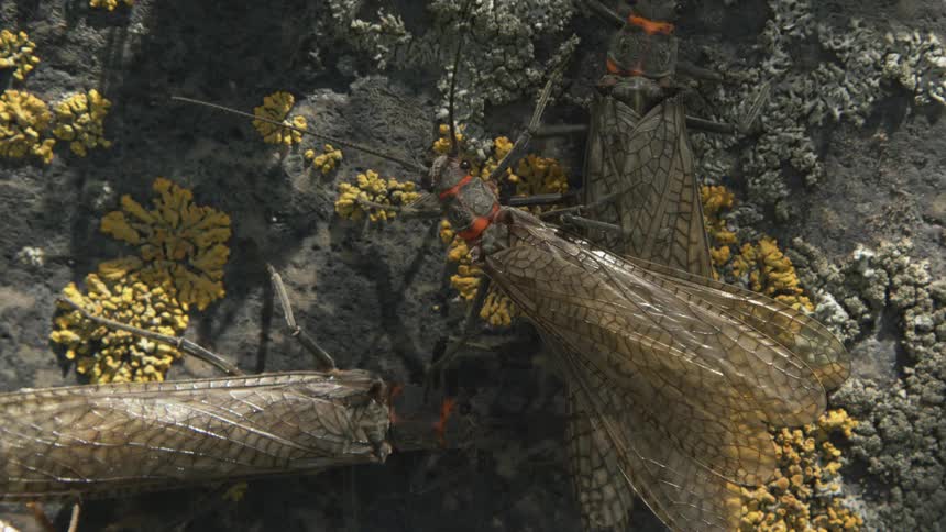 Salmon flies resting on rock with yellow lichens