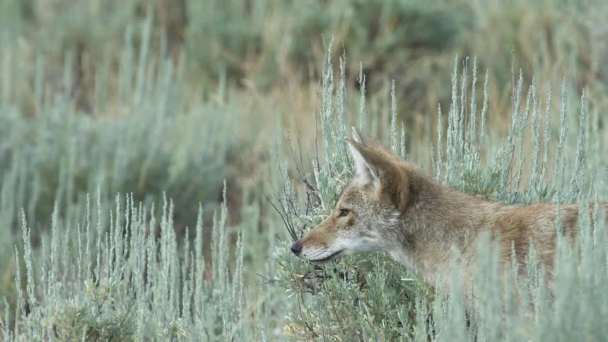 A close up shot shows the profile of a tan coyote standing still among tall sagebrush plants in a dry meadow