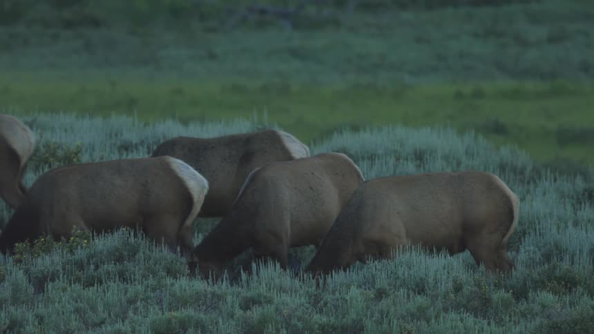 Elk stand together in a vegetationcovered field at dusk