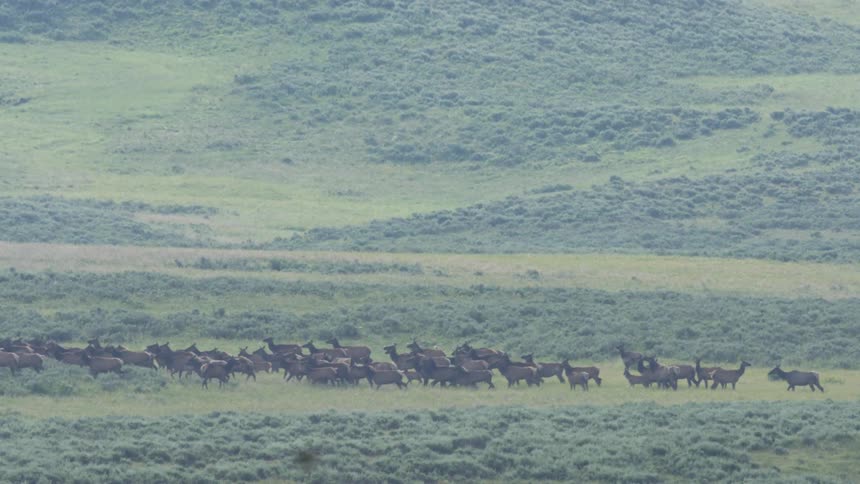 Herd of deer runs across a vegetationcovered plain