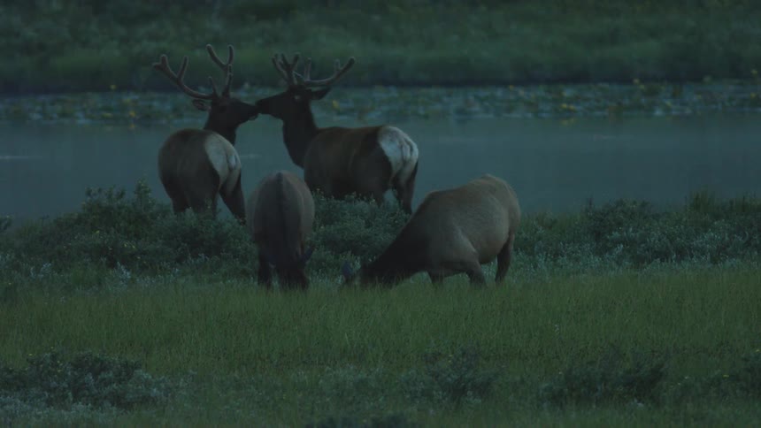 A group of elk with large antlers grazes in a green meadow next to a still lake with water lilies during the dim light of dawn or dusk in a quiet wilderness setting