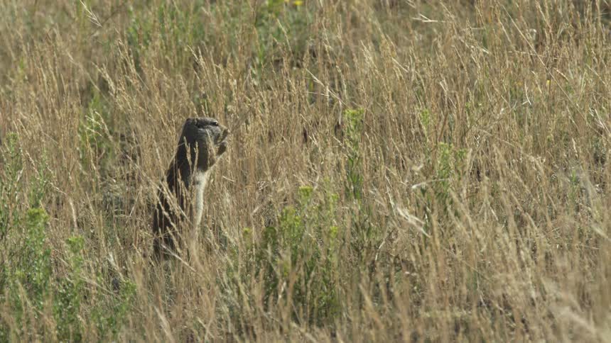 Prairie dog looks around while standing upright among tall grass