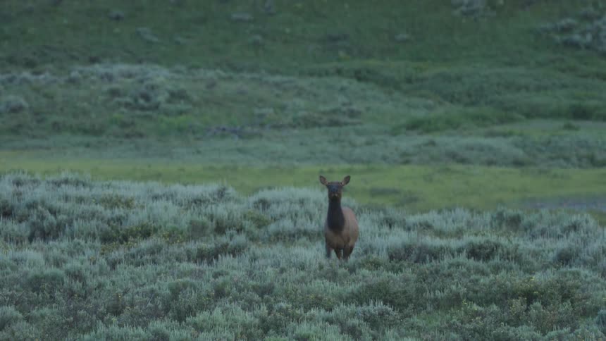 A lone elk stands alert in a wide green meadow surrounded by low shrubs