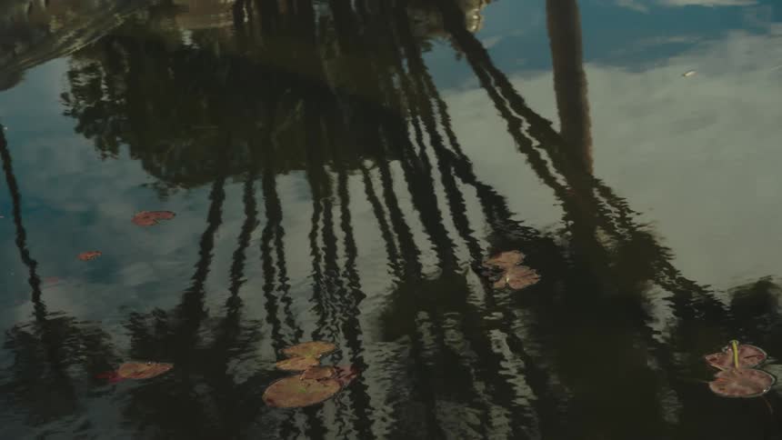 Reflection of palm trees and cloudy sky on water surface with lily pads
