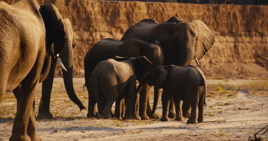 A group of elephants outdoors
