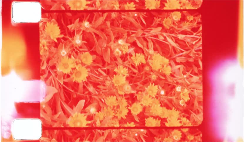 A view of yellow flowers and green leaves is shown through a vintage film reel with heavy red and orange light leaks and grain effects that create a nostalgic atmosphere