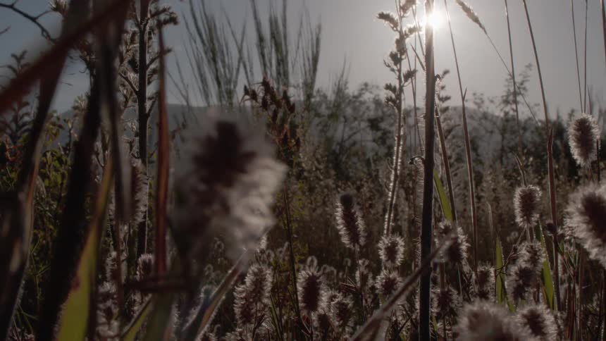 Tall stalks of wild grass sway gently in a sundrenched fieldthe bright afternoon light creates a soft hazy glow across the landscape