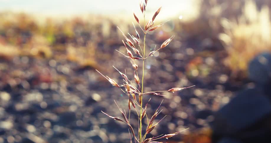 A plant growing in a rocky area