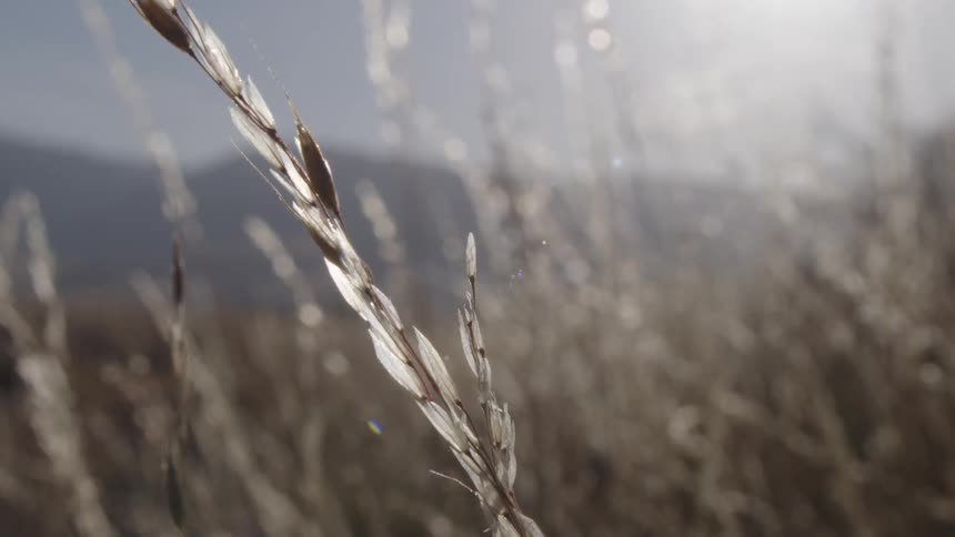 Sunlight shines on plants moving in the breeze with mountains in the distance