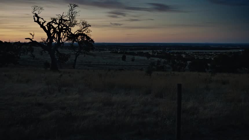 Twisted tree on hillside with open field and sunset sky on the horizon
