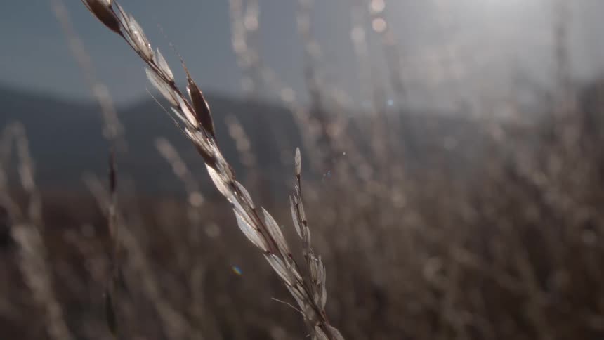 Sunlit dry grass sways gently in the foreground with distant mountains softly blurred in the background