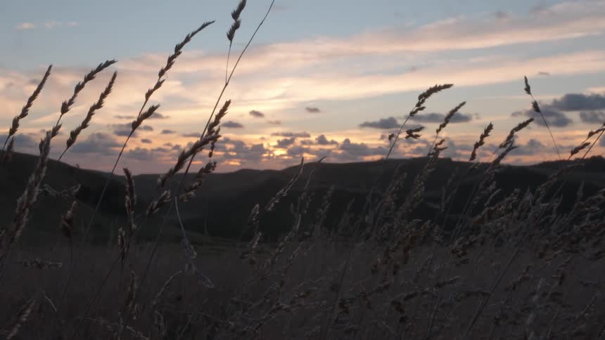 Tall grass sways in the wind against a hillside during a sunset