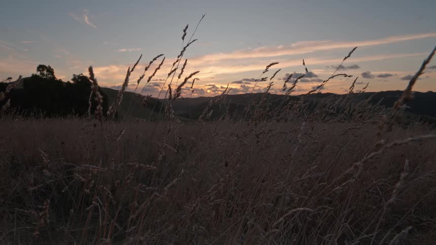 Tall dry grass sways in the foreground of a wide landscape during a golden dusk