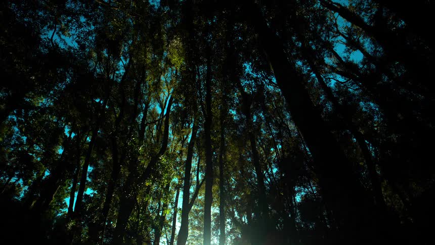 Sunlight passes through tall tree canopies in dense forest