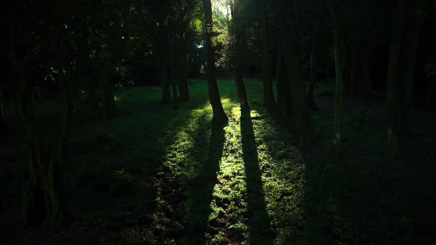 Sunlight filters through trees in a dark forest casting long shadows on the ground