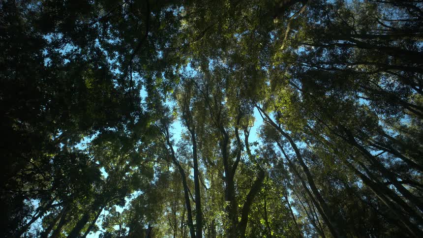 Sunlight filters through a dense forest canopy of tall verdant trees
