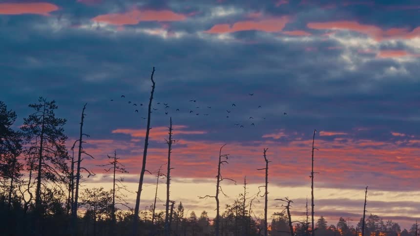 A flock of birds flies across a vibrant orange and blue sunset sky over a silhouetted tree line