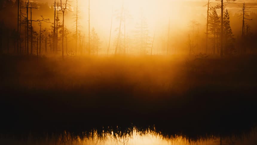 A golden sunrise illuminates a misty forest casting long shadows through the silhouetted treesthick fog clings to the dark marshland in the foreground creating a sharp contrast with the glowing orange sky