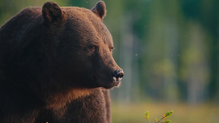 A bear standing outdoors in a wooded area