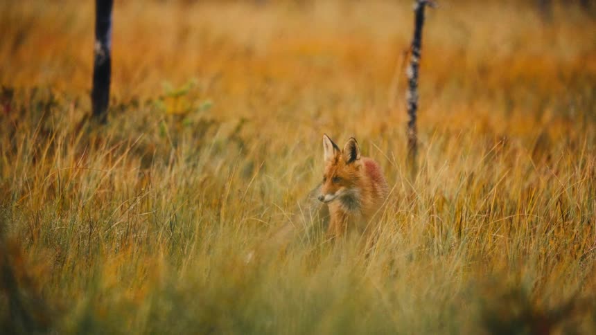 Fox sitting in a field of tall dry grass