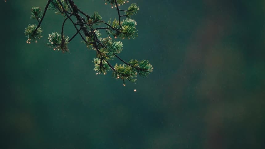 Closeup of a pine branch with droplets on the needles against a dark background