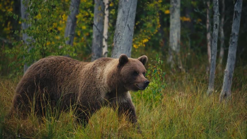 Bear walks through grass outside of the woods