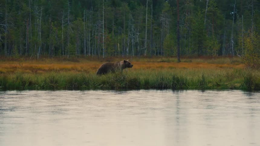The video shows a large brown bear standing at the edge of a calm river against a backdrop of a dense pine forest it remains mostly still looking across the water while the surrounding autumncolored marshland reflects in the surface