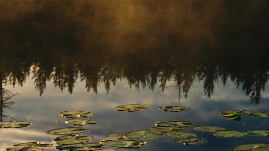 Mist rises from a calm pond covered in lily pads reflecting a distant forest at dawn