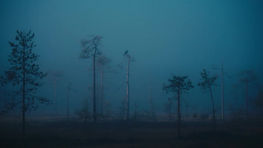 Sparse tree silhouettes in blue foggy wetland with a bird perched on top of a dead trunk
