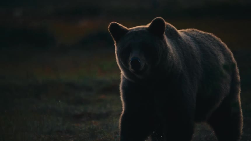 A large brown bear walks through a dark grassy field during the twilight hours golden backlighting outlines its thick fur as it moves toward the camera