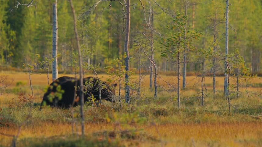 Bear walking in a field near trees outside of the forest