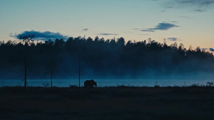 In a misty bluetoned landscape a lone bears silhouette walks slowly across the dark foreground at duska dense forest line and a hazy body of water sit beneath a pale sky creating a quiet and atmospheric wilderness scene