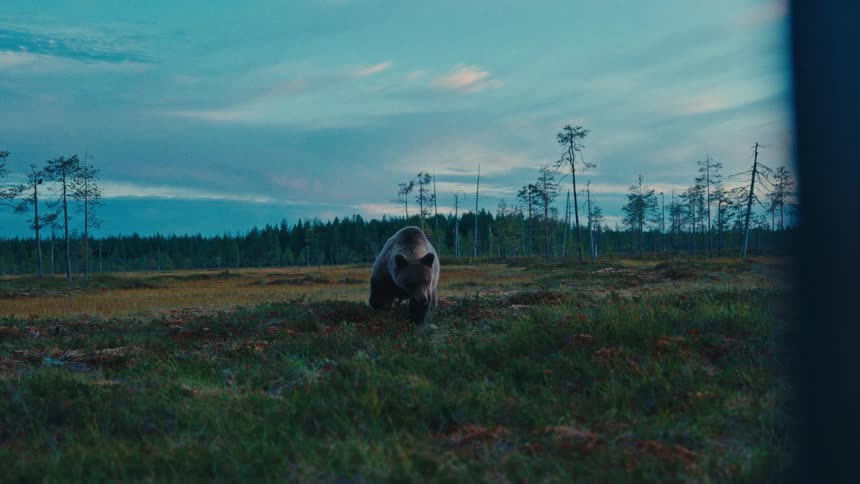 A large brown bear walking across a marshy field during twilight