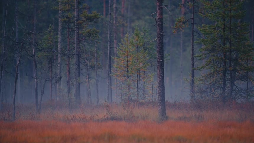 Trees on the coast of a river through the woods