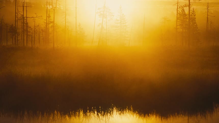 A golden sun glows through thick morning fog above a marshland with sparse thin trees in silhouette