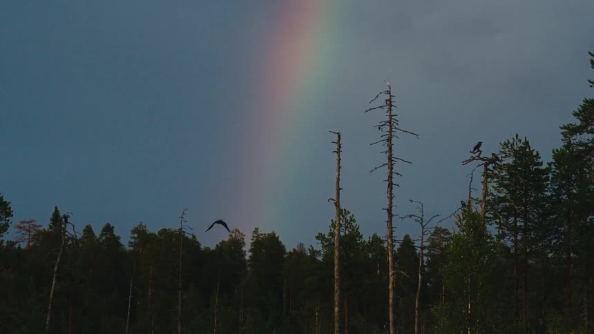Bird flying over a forest with a rainbow visible in the sky