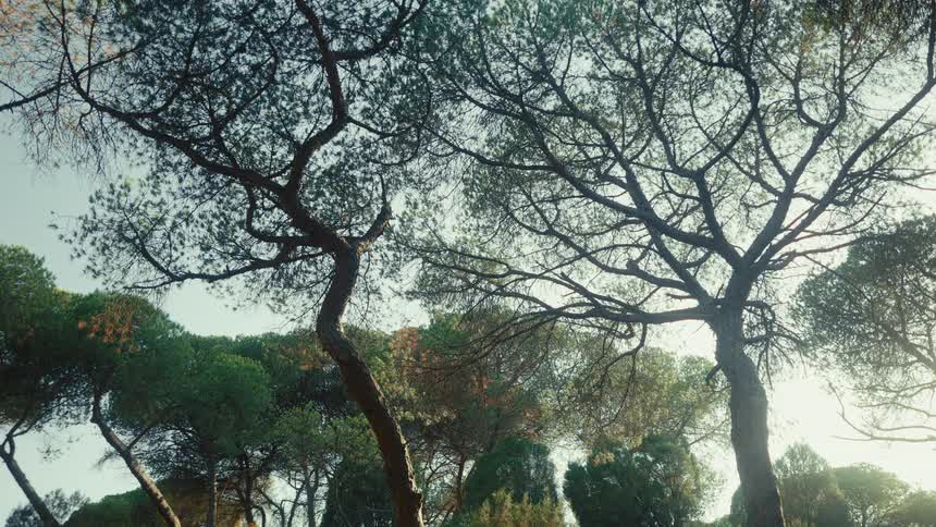Tall tree canopies with interlaced branches viewed from below against the sky