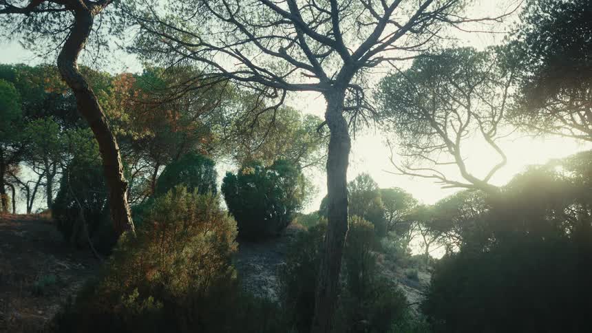 Trees on the edge of a mountain as the sun shines brightly in the distance