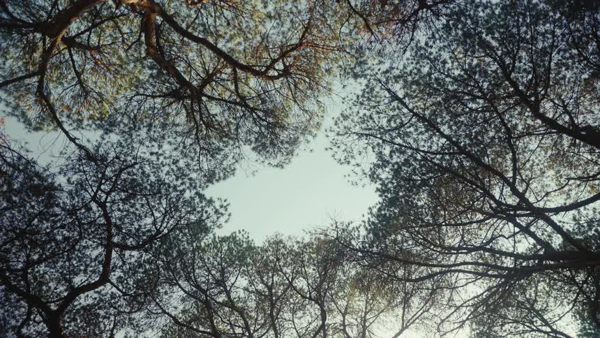 A view looking straight up toward the sky shows the dark silhouettes of pine tree branches and needles swaying gently in a light breeze during a bright day in a forest