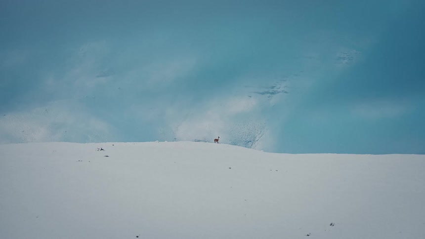 A solitary deer stands atop a vast snowcovered ridge under a bright blue sky the minimalist landscape emphasizes the stark contrast between the animals warm tones and the cool white expanse of the mountain